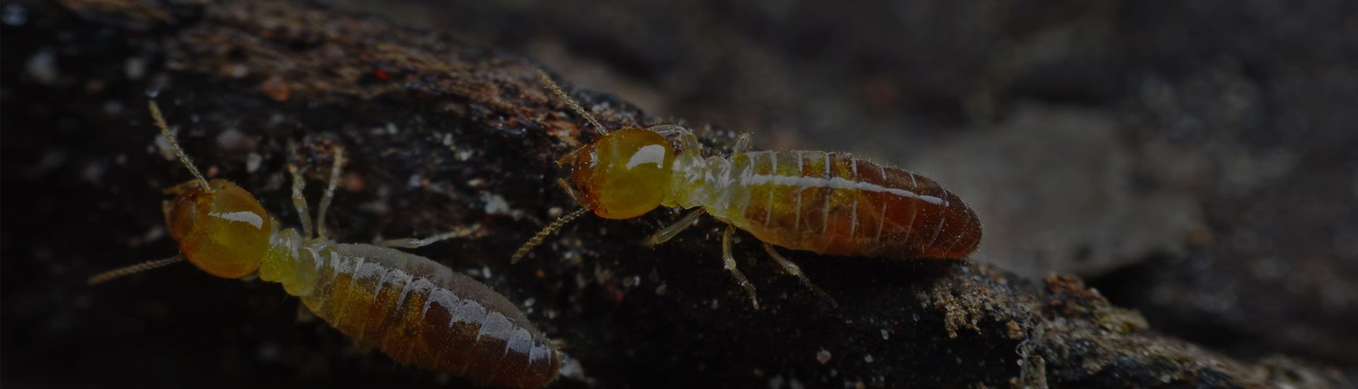 Commercial Pest Contol 3